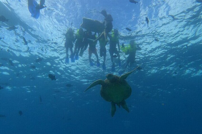 Swim with Turtle Water Scooter and Paddleboard Adventures in Oahu