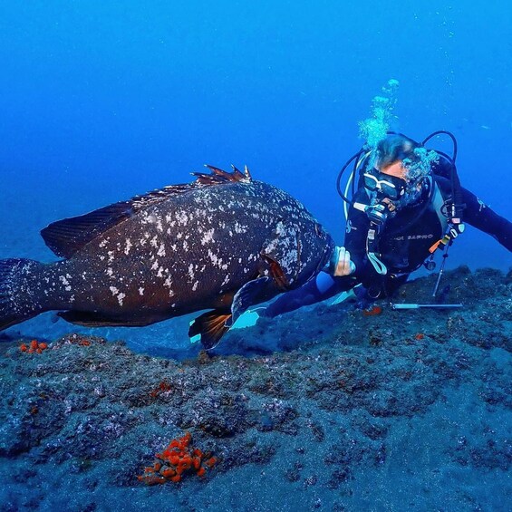 Picture 13 for Activity Funchal: Scuba Diving Experience for Beginners