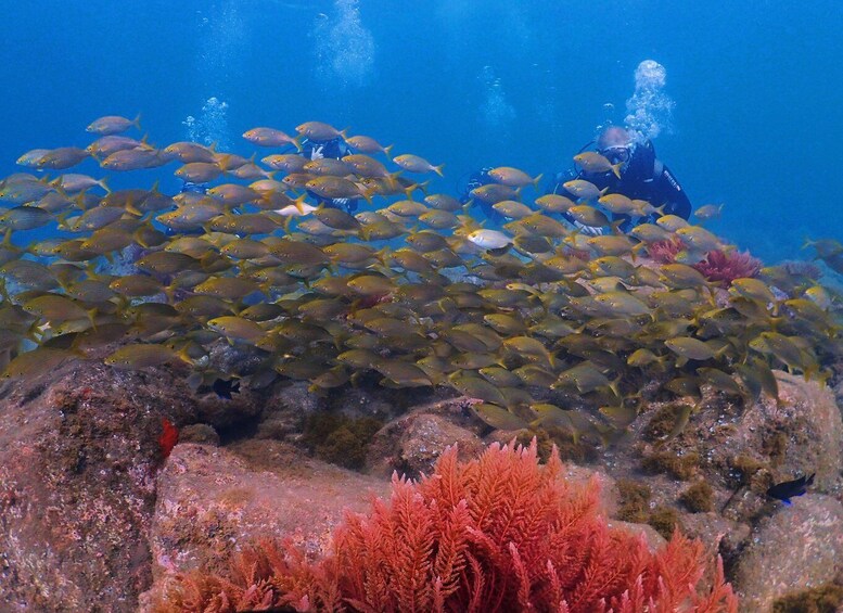 Picture 5 for Activity Funchal: Scuba Diving Experience for Beginners