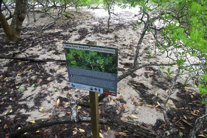 Picture 34 for Activity Praslin: Curieuse & St. Pierre Cruise with BBQ & Snorkeling