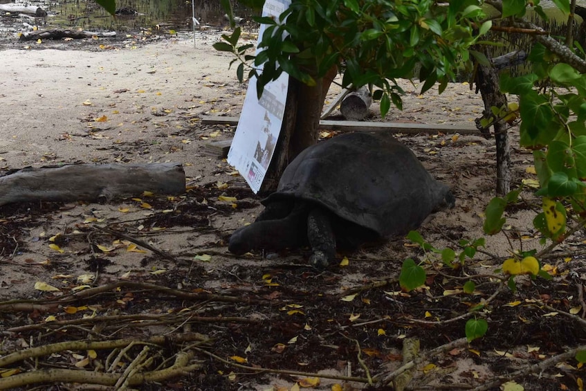 Picture 35 for Activity Praslin: Curieuse & St. Pierre Cruise with BBQ & Snorkeling