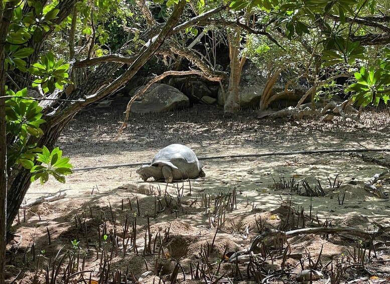 Picture 13 for Activity Praslin: Curieuse and St. Pierre Island Excursion