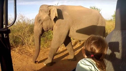 Sri Lanka : Tournée sur la côte sud Sinharaja, Yala, Bentota, Galle