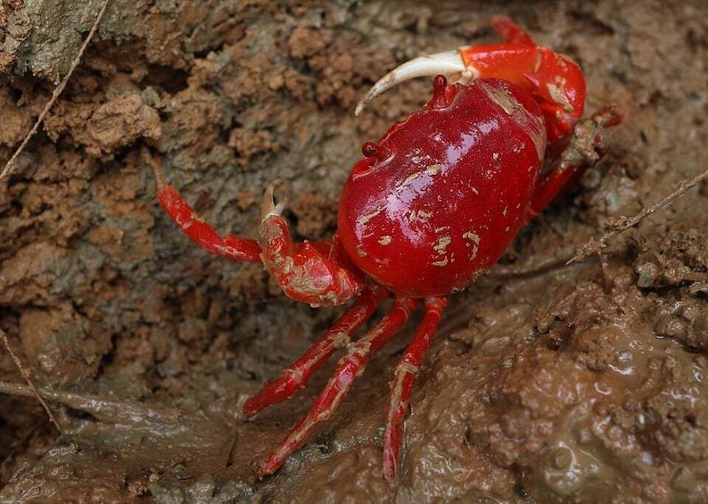 Picture 1 for Activity Ho Chi Minh: Private Can Gio Mangrove Forest Day Tour