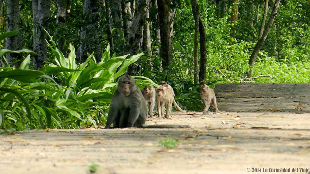 Ho Chi Minh: Private Can Gio Mangrove Forest Day Tour