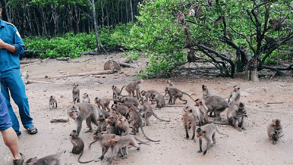 Picture 9 for Activity Ho Chi Minh: Private Can Gio Mangrove Forest Day Tour