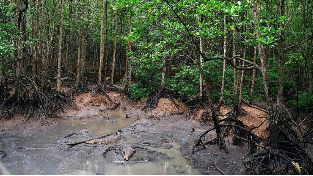 Picture 8 for Activity Ho Chi Minh: Private Can Gio Mangrove Forest Day Tour