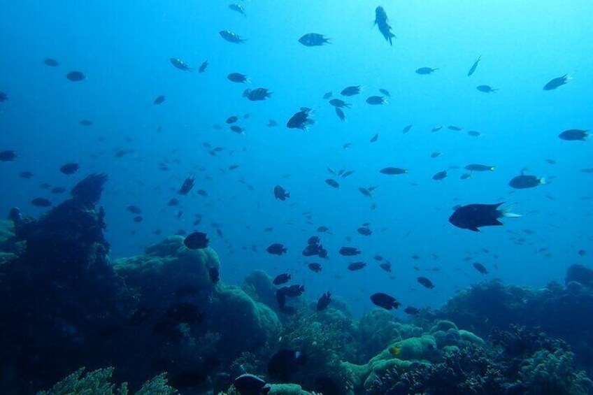 Scuba Diving Menjangan Island