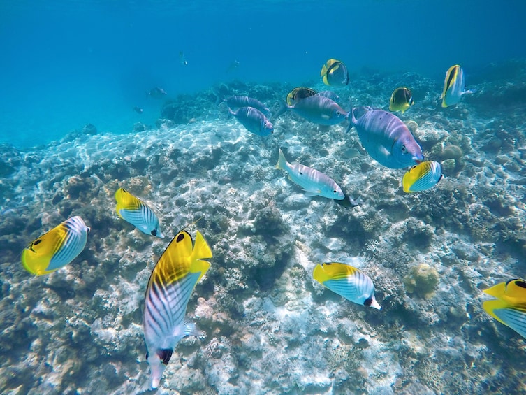 Tokashiki Island: Visit 2 Beaches in 1 Day! Swiming/snorkeling/diving