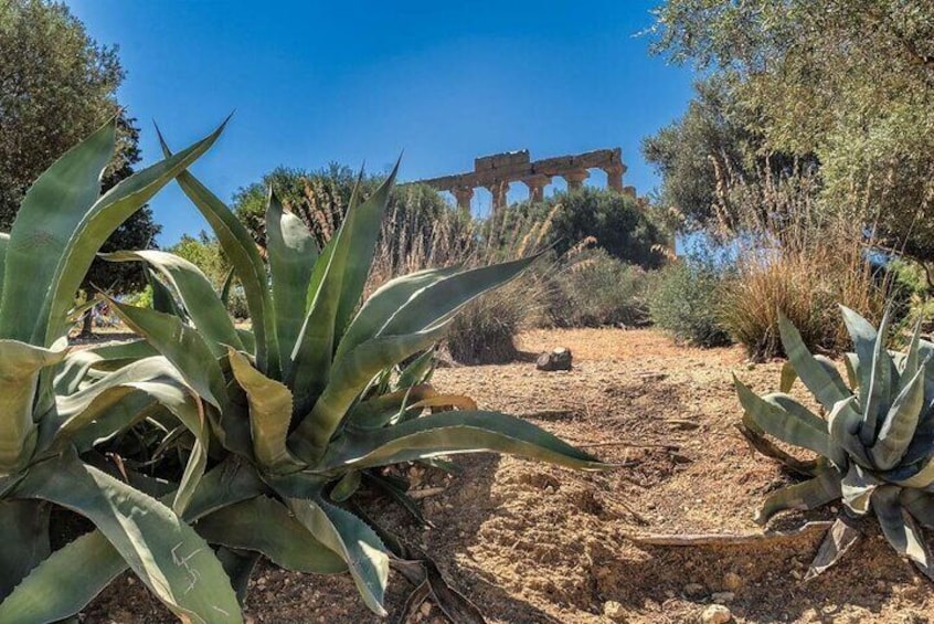 Guided tour to the Valley of the Temples of Agrigento from Cefalù