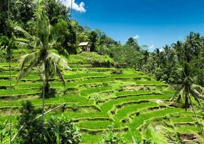 Bali: Tur til Ubuds høydepunkter og Uluwatu-tempelet med Kecak-dans