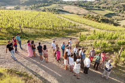 蒙特普尔恰诺 Vino Nobile 葡萄酒之旅--会见生产商