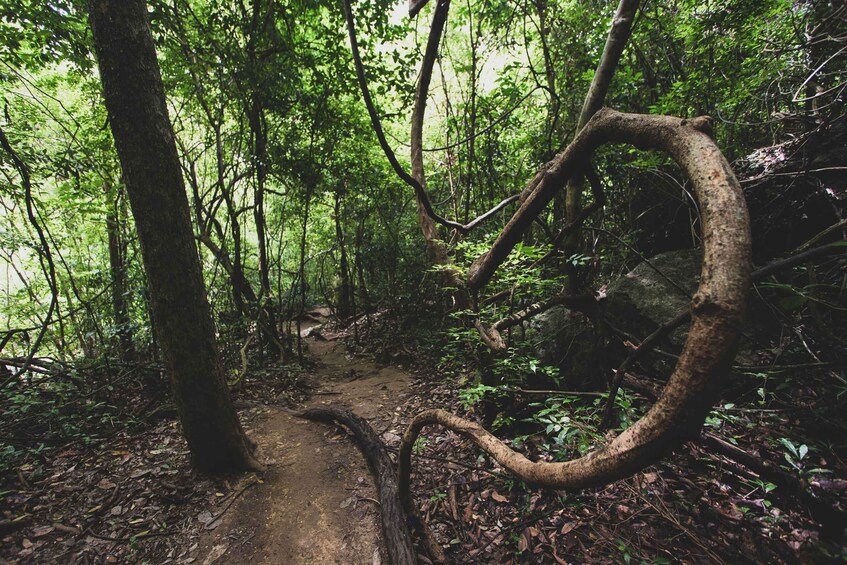 Picture 12 for Activity From Khao Lak: Khao Sok Jungle Hike & River Tour