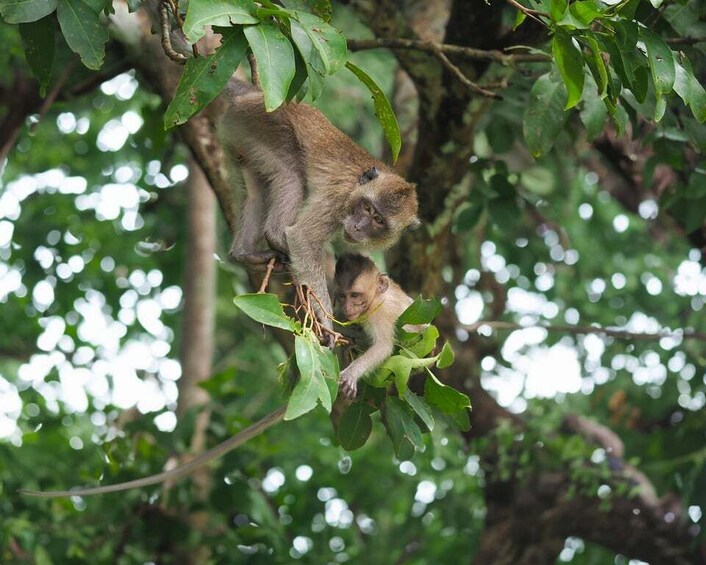 Picture 14 for Activity From Khao Lak: Khao Sok Jungle Hike & River Tour