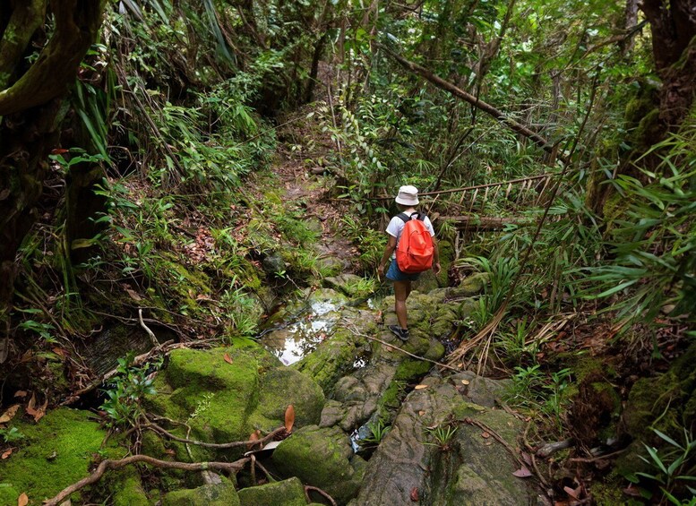 From Khao Lak: Khao Sok Jungle Hike & River Tour