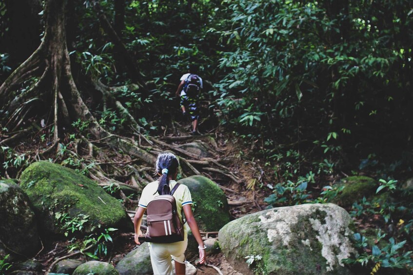 Picture 2 for Activity From Khao Lak: Khao Sok Jungle Hike & River Tour