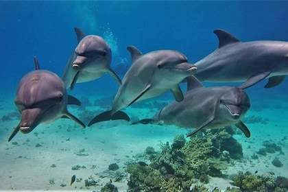 Hurghada: Dolphin & Coral Reef Snorkelling Tour with Lunch