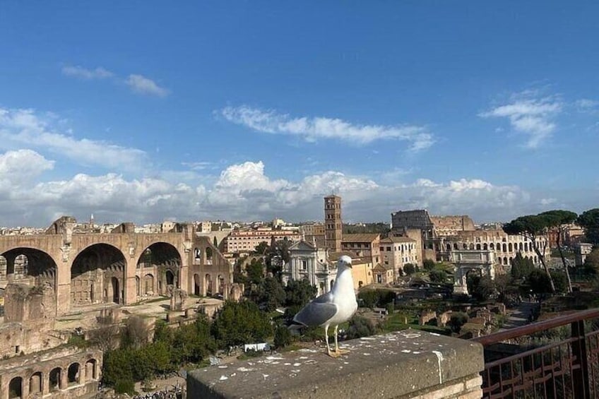Colosseum Skip The Line With Roman Forum & Palatine Hill Access