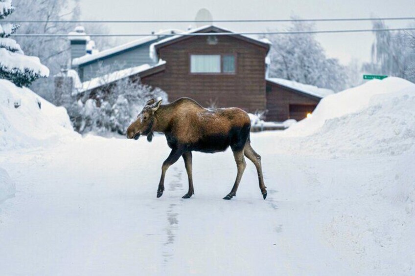 Anchorage's Winter City Tour