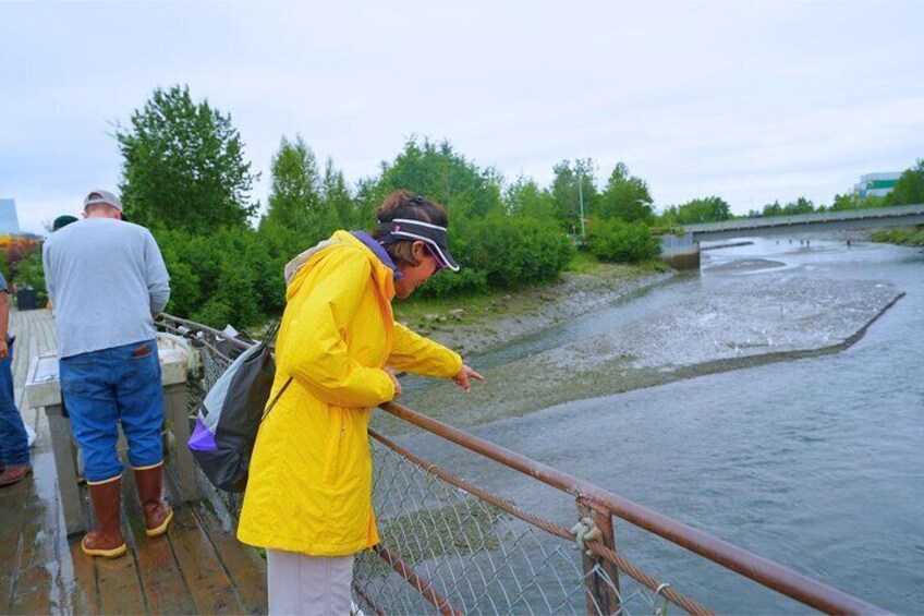 Anchorage's Salmon Fish Hatchery Experience