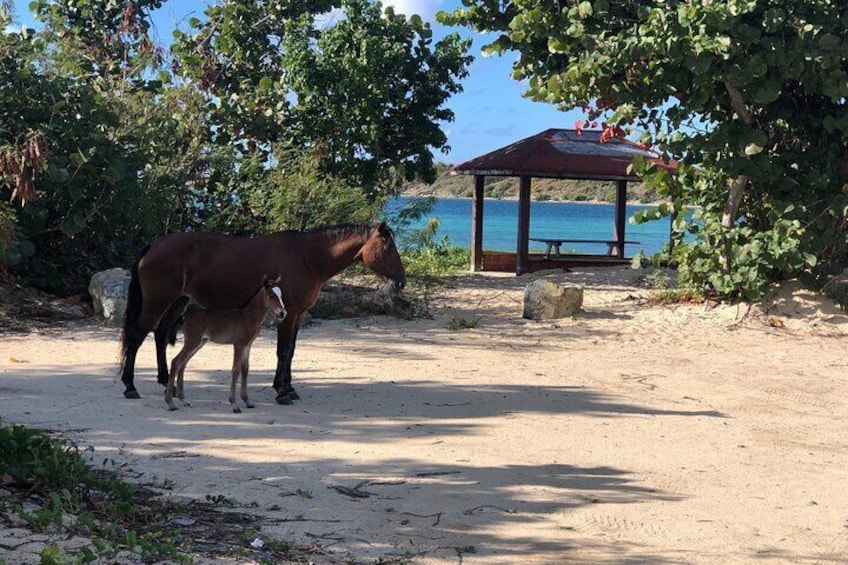 Private Island Hopping Tour to Vieques Island