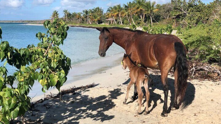 Isla de Vieques Beach Hopper Sightseeing Tour