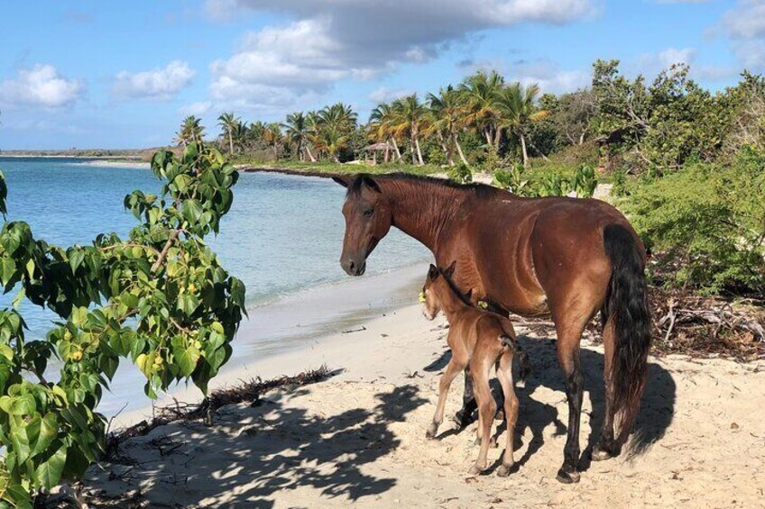 Isla de Vieques Beach Sightseeing Day Tour