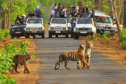 Sariska Tiger Reserve Safari Tickets (Skip The Line)