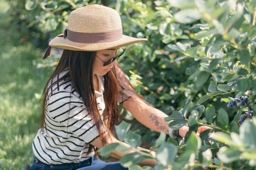 Blueberry Farm