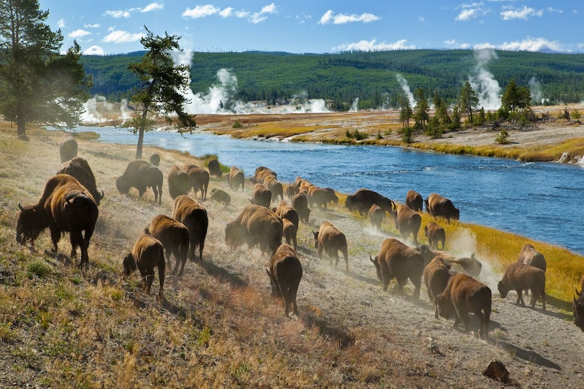 Rocky Mountain & Yellowstone NP Self-Guided Audio Tour Bundle