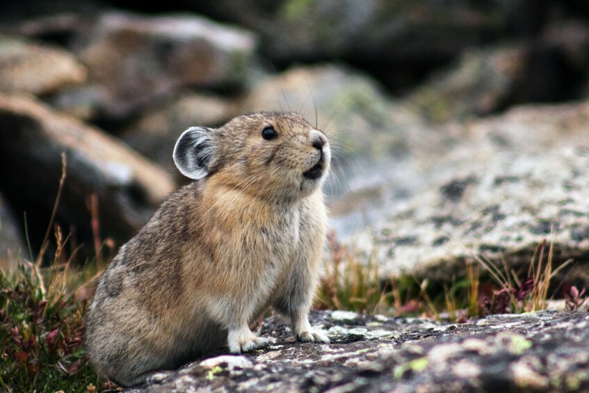 Rocky Mountain & Yellowstone NP Self-Guided Audio Tour Bundle