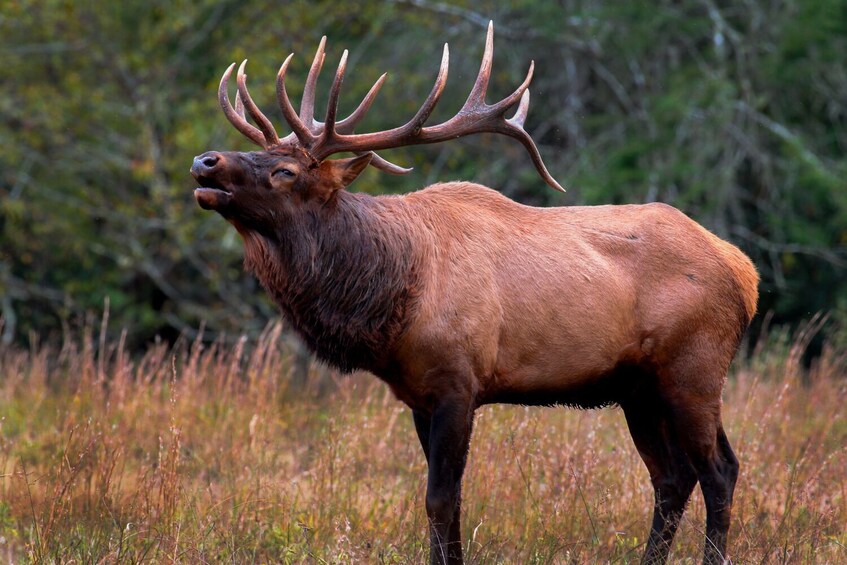 Rocky Mountain & Yellowstone NP Self-Guided Audio Tour Bundle