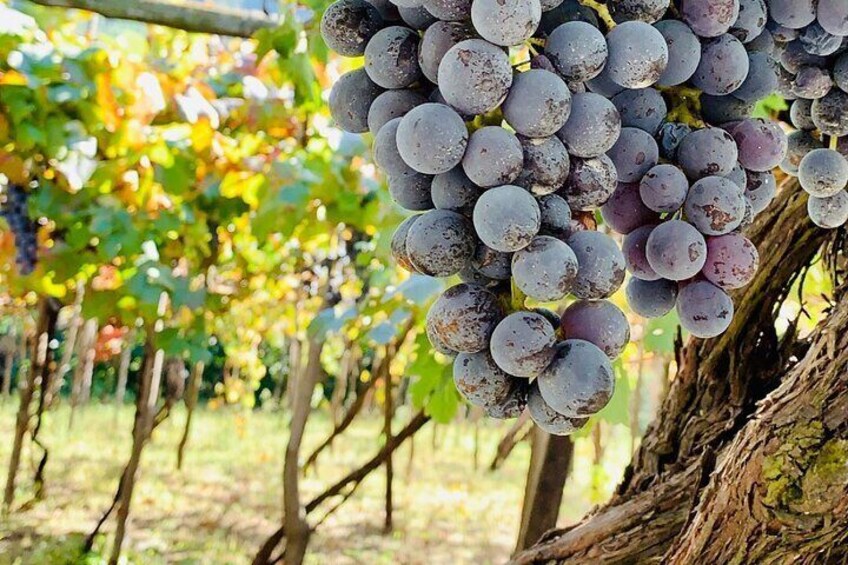 Nonno Sebastiano’s Vineyard and its history, wine & food tasting