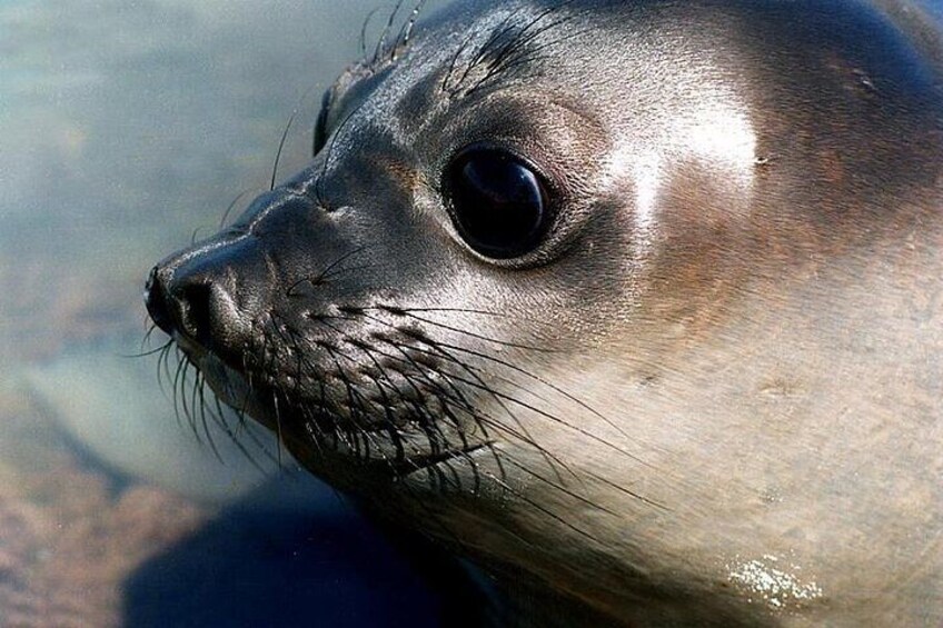 Elephant Seal