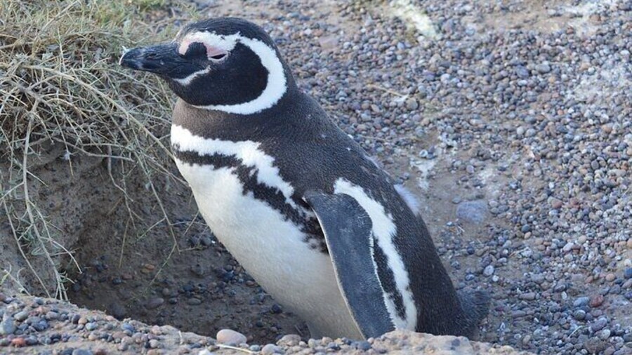 Maguellan penguin at Caleta Valdes