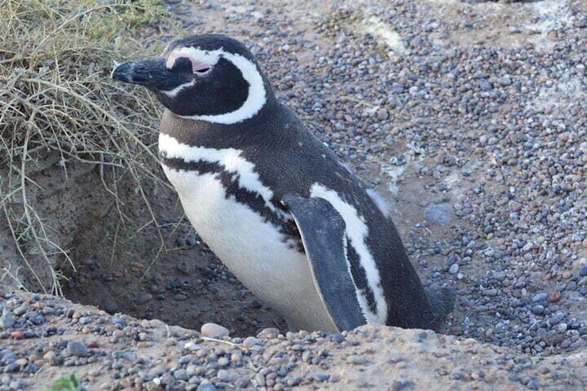 Maguellan penguin at Caleta Valdes