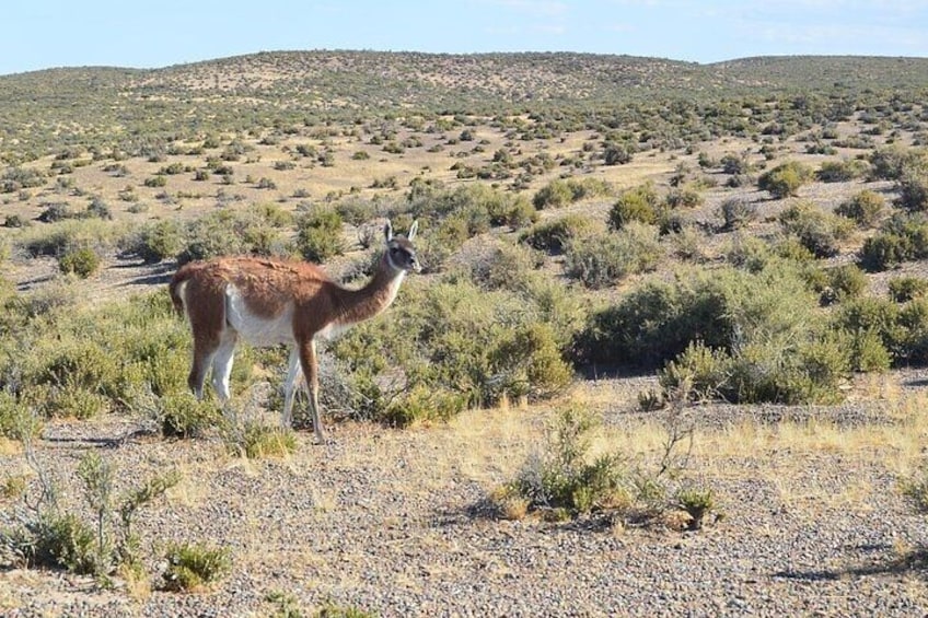 Guanaco