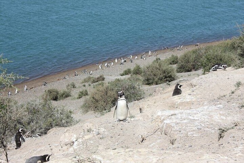 Penguins at Caleta Valdes