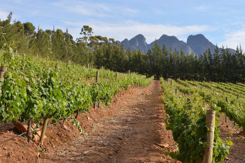 Picture 1 for Activity From Cape Town: Winelands Full Day Tour and Wine Tasting