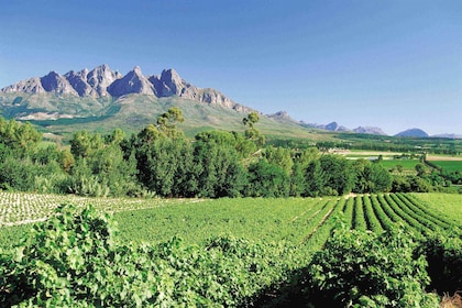 Vanuit Kaapstad: Winelands Full Day Tour en wijnproeverij