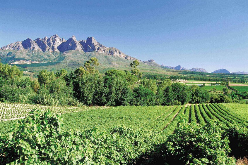 From Cape Town: Winelands Full Day Tour and Wine Tasting