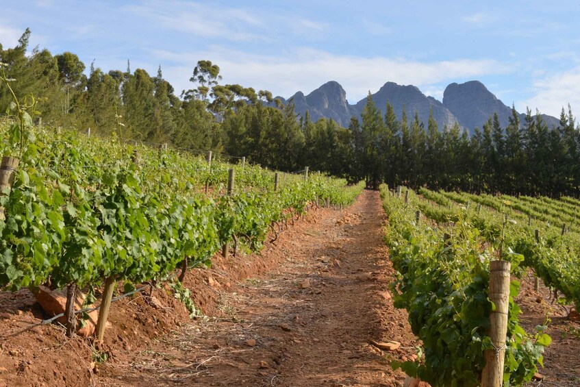 Picture 2 for Activity From Cape Town: Winelands Full Day Tour and Wine Tasting