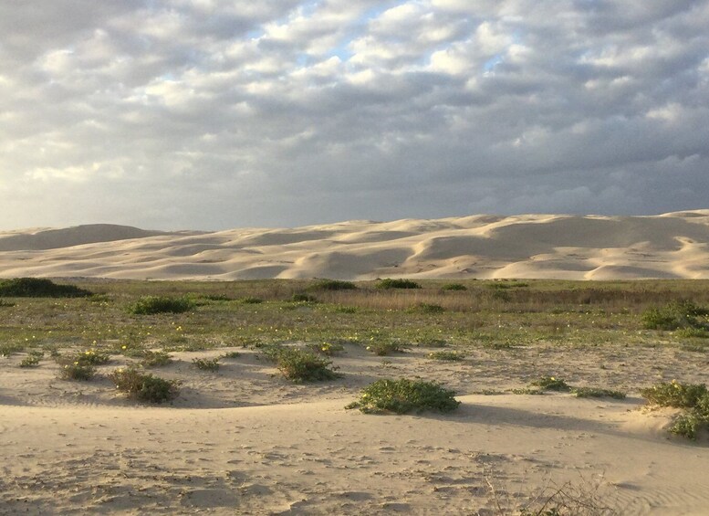 Picture 2 for Activity Port Stephens: Stockton Sand Dunes 4WD Tag-Along Tour