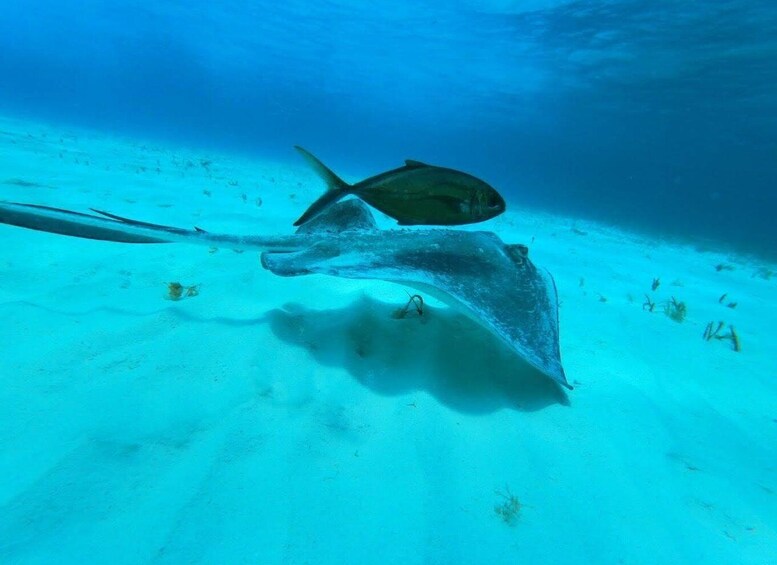 Picture 11 for Activity Cozumel: Snorkeling to Palancar, Columbia and El Cielo reefs