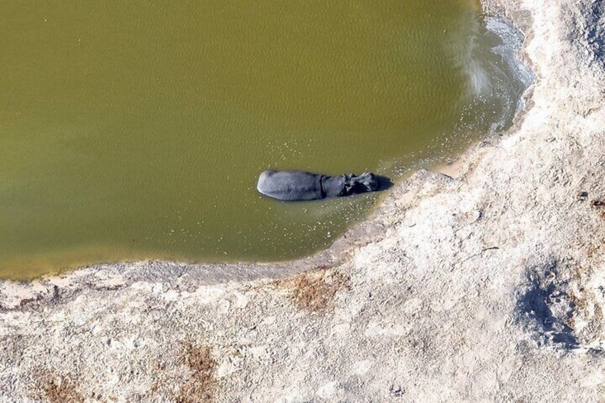 Online Drone Flying in Botswana