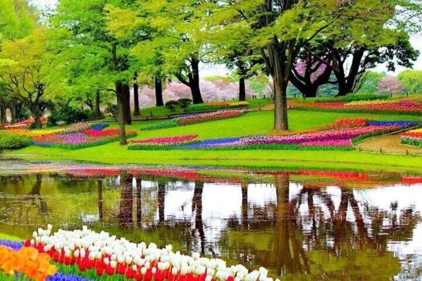 Private tour to Tulips, Keukenhof, Windmills & Cheese Farm