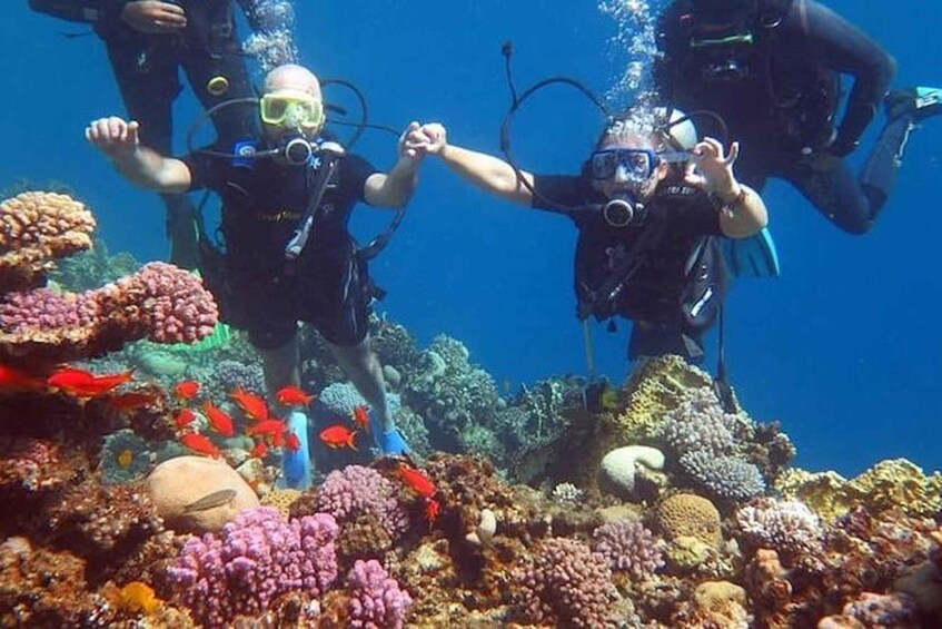 Picture 2 for Activity Sharm:Introduction dive from the Shore & PADI Courses