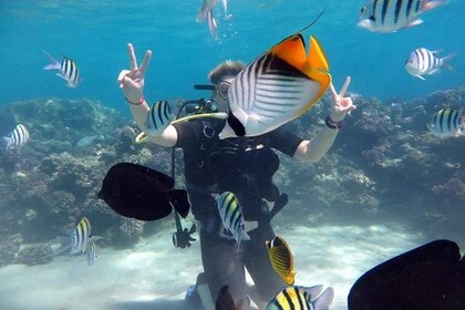 Sharm:Inmersión de iniciación desde la costa y cursos PADI