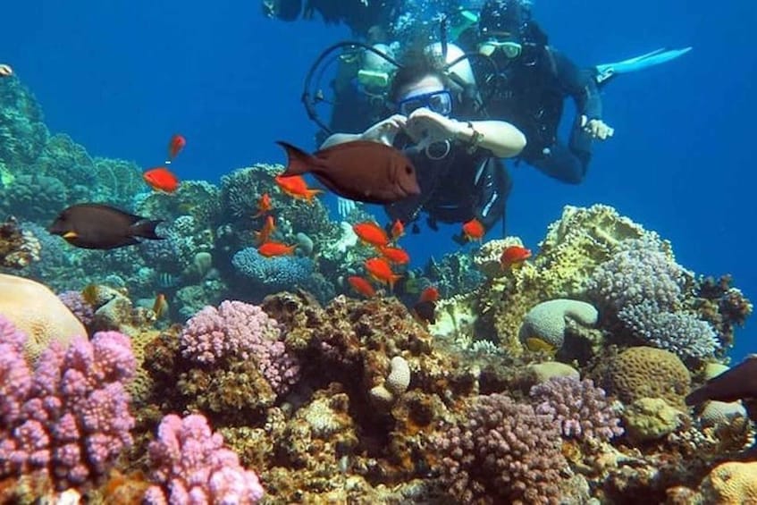 Picture 1 for Activity Sharm:Introduction dive from the Shore & PADI Courses