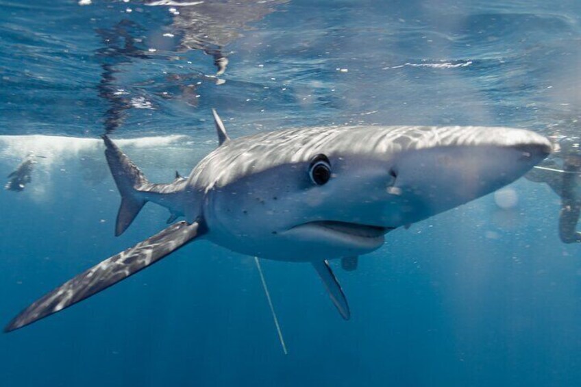 Shark Safari in San Jose del Cabo